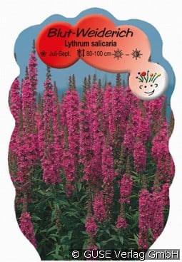 Blut-Weiderich kaufen, clicken für mehr Details Blut-Weiderich