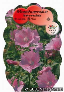 Moschus-Malve kaufen, clicken für mehr Details Moschus-Malve
