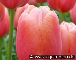 Menton kaufen, clicken für mehr Details Menton