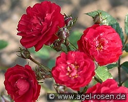 Alberich kaufen, click for more details Alberich