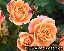 Apricot Clementine kaufen, click for more details Apricot Clementine