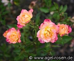 Baby Maskerade kaufen, click for more details Baby Maskerade