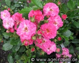 Balduin kaufen, click for more details Balduin