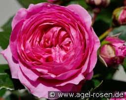 Bridget Hit kaufen, click for more details Bridget Hit