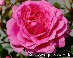 Carola Hit kaufen, click for more details Carola Hit