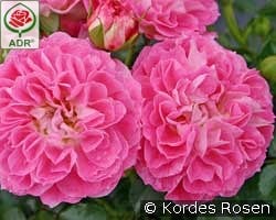 Charmant kaufen, click for more details Charmant