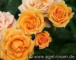 Clementine kaufen, click for more details Clementine