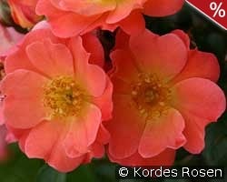 Coco kaufen, click for more details Coco