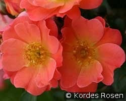 Coco kaufen, click for more details Coco