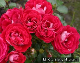 Corazon kaufen, click for more details Corazon