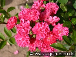 Degenhard kaufen, click for more details Degenhard