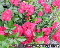 Eberwein kaufen, click for more details Eberwein