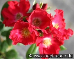 Giesebrecht kaufen, click for more details Giesebrecht