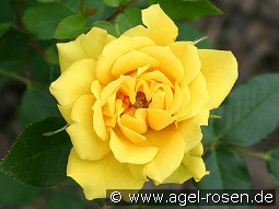 Gold Symphonie kaufen, click for more details Gold Symphonie