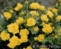 Goldjuwel kaufen, click for more details Goldjuwel