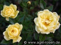 Guletta kaufen, click for more details Guletta