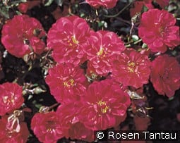 Hobby kaufen, click for more details Hobby