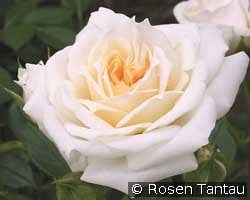 Honeymilk kaufen, click for more details Honeymilk