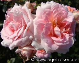 Lady Meillandina kaufen, click for more details Lady Meillandina