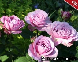 Lavender Ice kaufen, click for more details Lavender Ice
