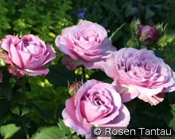 Lavender Ice kaufen, click for more details Lavender Ice