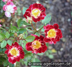 Little Artist kaufen, click for more details Little Artist