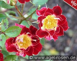 Little Artist kaufen, click for more details Little Artist
