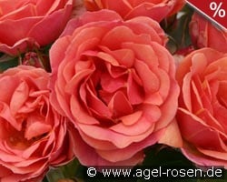 Mandarin 2016 kaufen, click for more details Mandarin 2016
