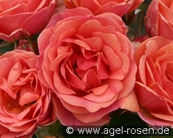 Mandarin 2016 kaufen, click for more details Mandarin 2016