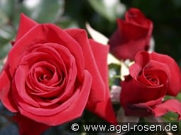 Mandy kaufen, click for more details Mandy