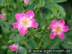 Minirosa kaufen, click for more details Minirosa