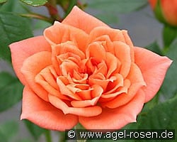 Ninetta kaufen, click for more details Ninetta