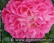 Norwegian Girl kaufen, click for more details Norwegian Girl