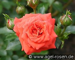 Orange Juwel kaufen, click for more details Orange Juwel