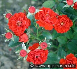 Orange Meillandina kaufen, click for more details Orange Meillandina