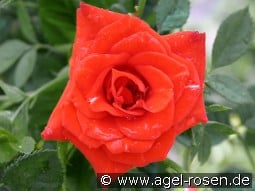 Orange Symphonie kaufen, click for more details Orange Symphonie