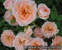 Peach Meillandina kaufen, click for more details Peach Meillandina