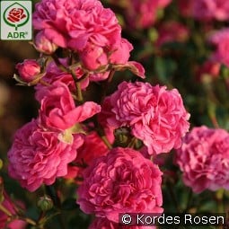 Pepita kaufen, click for more details Pepita