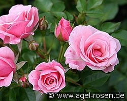 Pink Symphonie kaufen, click for more details Pink Symphonie