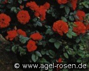 Red Meillandina kaufen, click for more details Red Meillandina