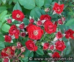 Scarletta kaufen, click for more details Scarletta