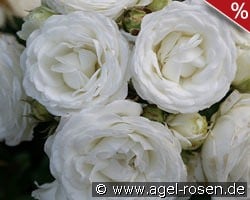 Schneeküsschen 2016 kaufen, click for more details Schneeküsschen 2016