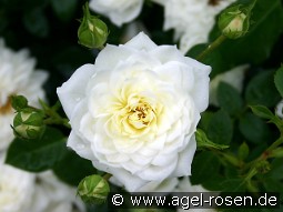 Snowcup kaufen, click for more details Snowcup