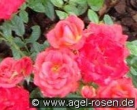 Starina kaufen, click for more details Starina