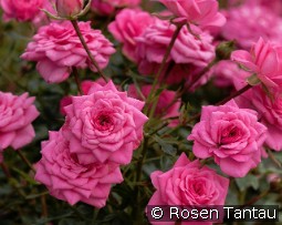 Sugar Baby kaufen, click for more details Sugar Baby