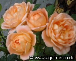 Sweet Dream kaufen, click for more details Sweet Dream