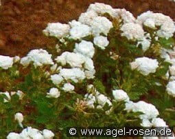 White Gem kaufen, click for more details White Gem