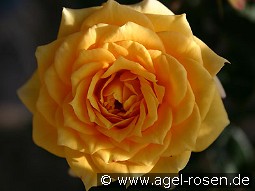 Yellow Clementine kaufen, click for more details Yellow Clementine