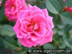 Zwergkönigin 82 kaufen, click for more details Zwergkönigin 82