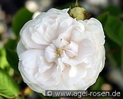 Blanche Moreau kaufen, clicken für mehr Details Blanche Moreau